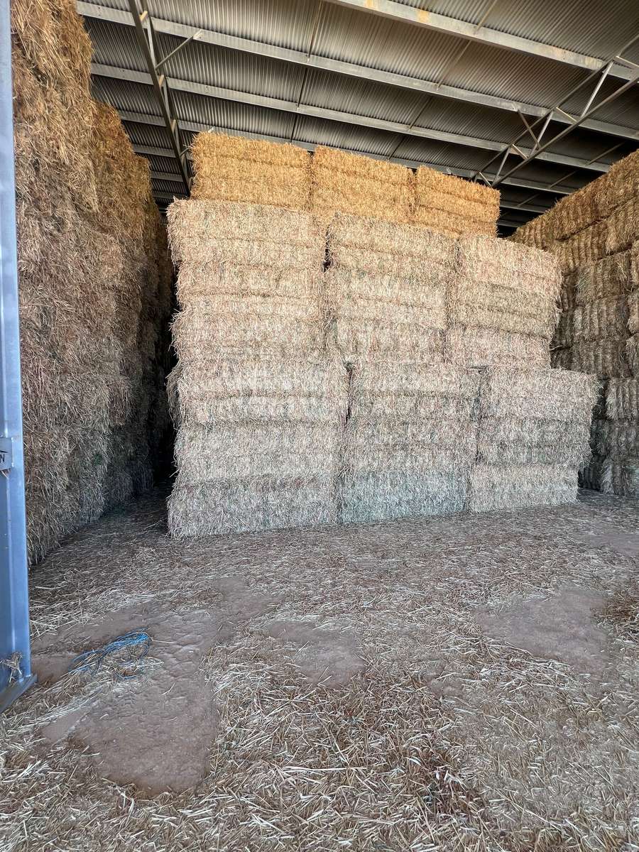 Batch 4990788000205192929 Image