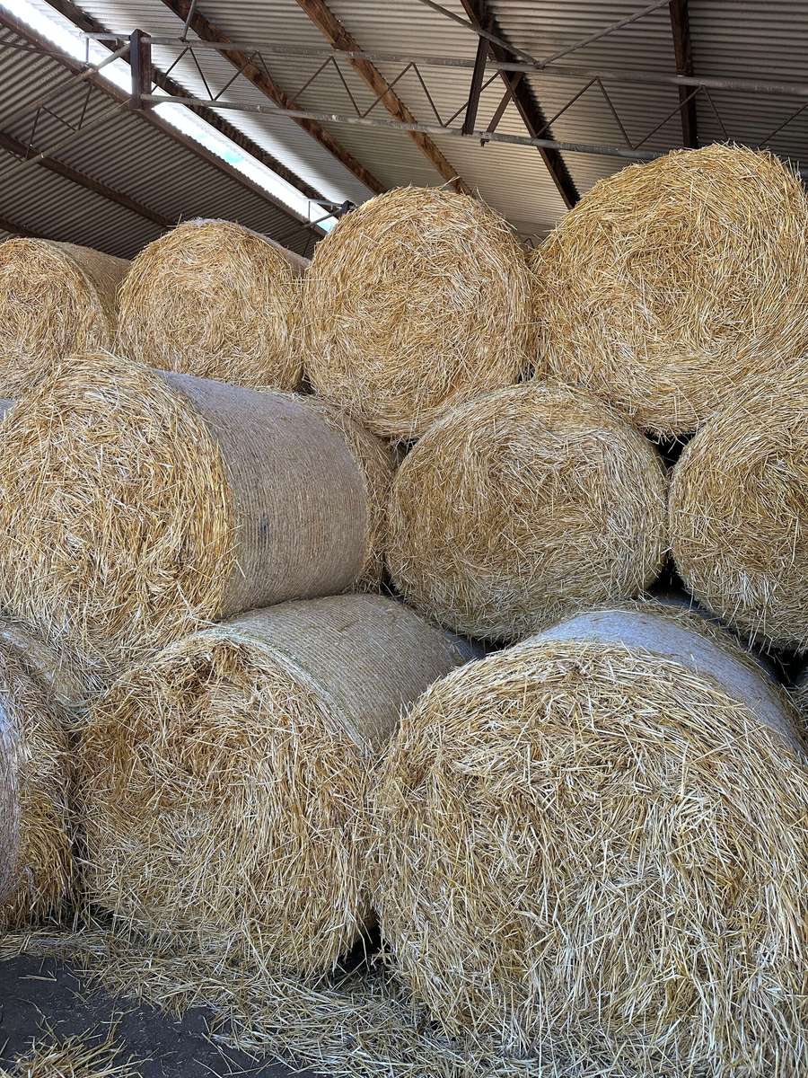 Batch 4990788000219116001 Image