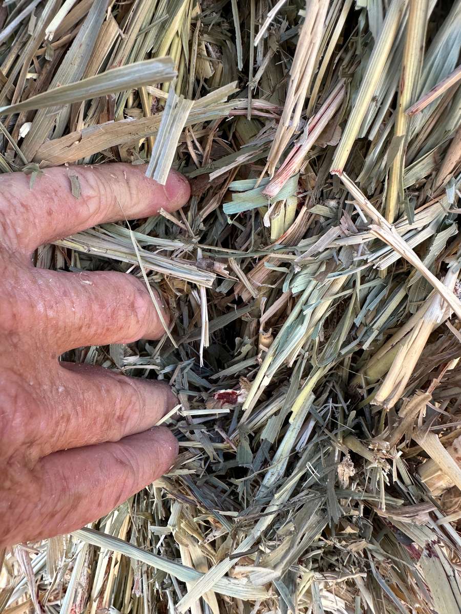 Batch 4990788000219910001 Image