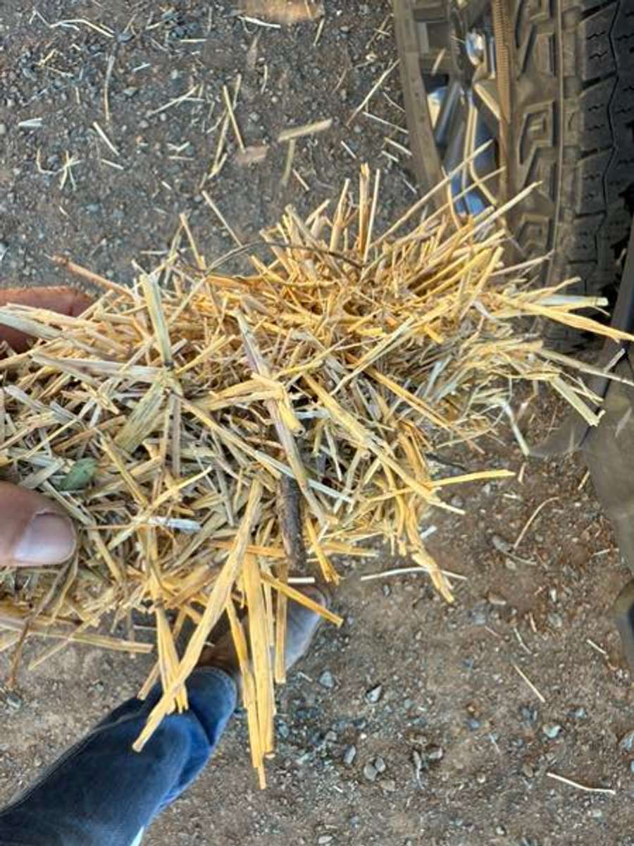 Batch 4990788000176645034 Image