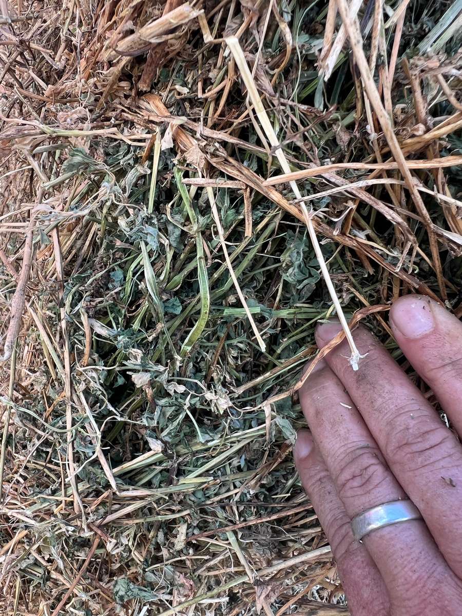 Batch 4990788000219959003 Image