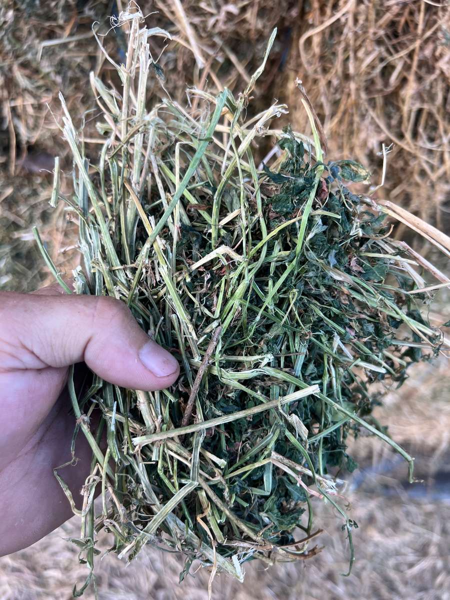 Batch 4990788000219959003 Image