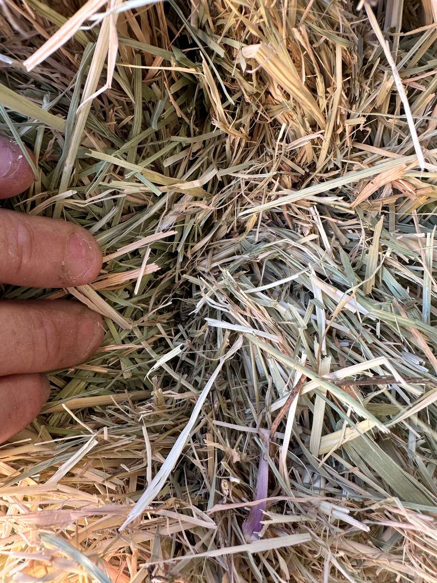 Batch 4990788000220631001 Image