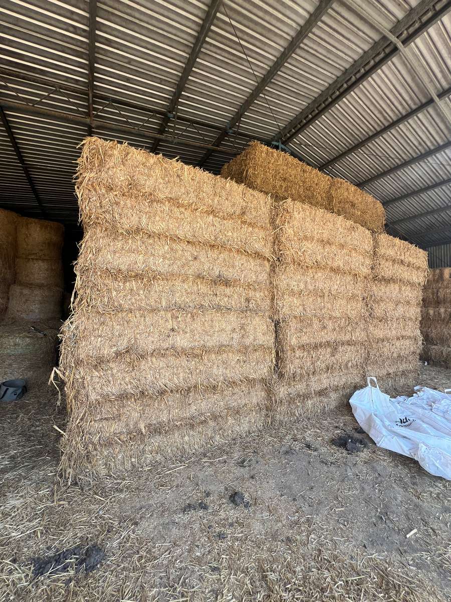 Batch 4990788000220026033 Image