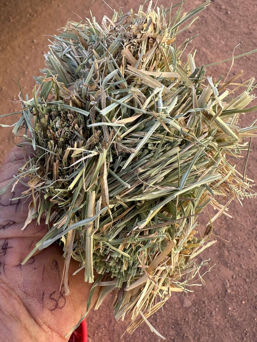 Batch 4990788000220631001 Image