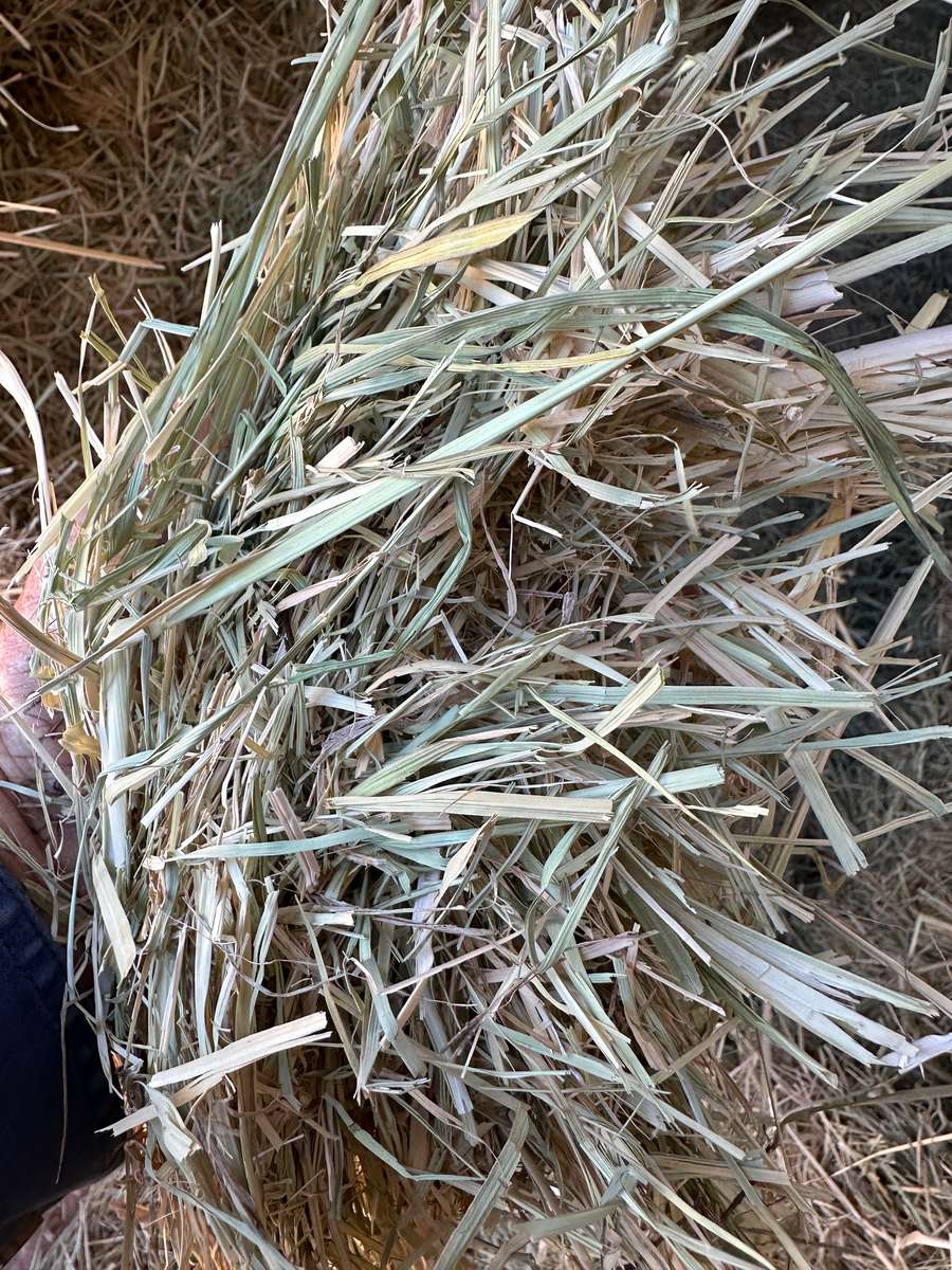 Batch 4990788000220631001 Image