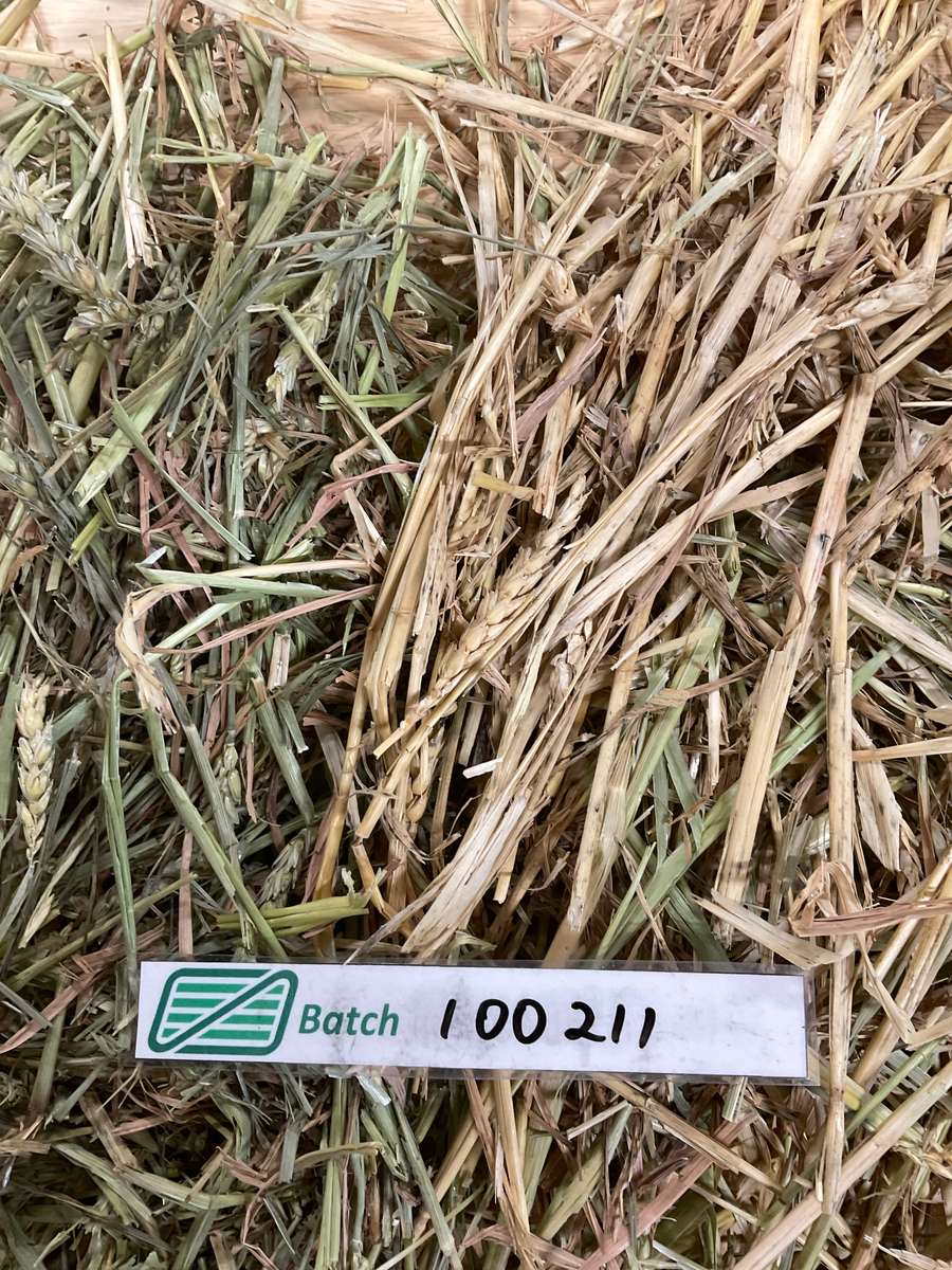 Batch 4990788000224301035 Image